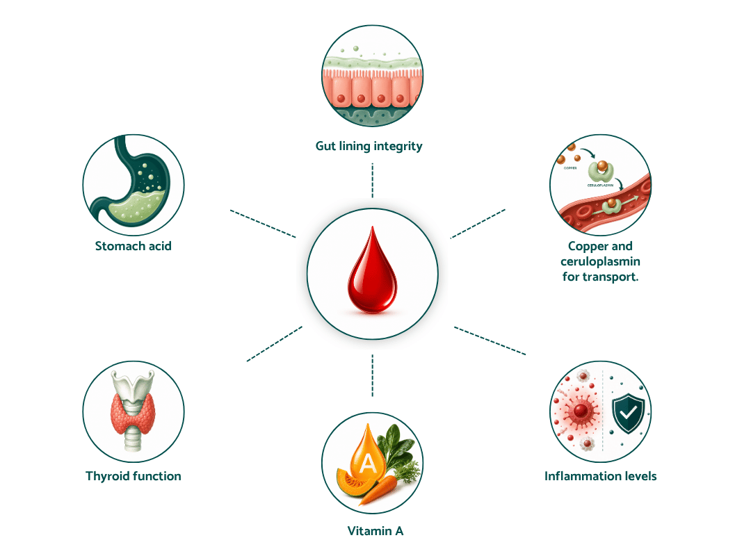 Infographic showing six factors that can affect ferritin and iron status, including stomach acid, gut lining, copper transport, thyroid function, vitamin A, and inflammation.